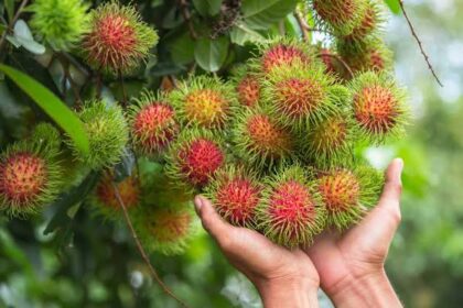 Eat rambutan, good for health